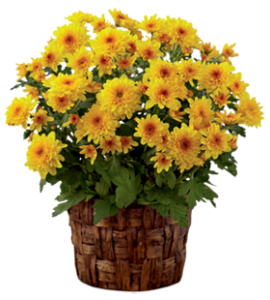 Картинки на прозрачном фоне цветы - хризантемы 14 png
