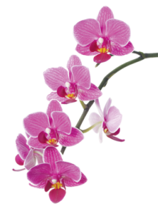 Картинки на прозрачном фоне цветы - орхидеи 8