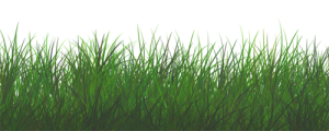 Картинки на прозрачном фоне растения - трава 11