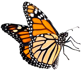 Картинки на прозрачном фоне бабочки монархи 10