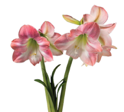 Картинки на прозрачном фоне цветы амариллисы 15