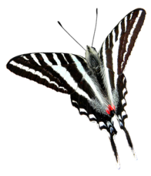 Бабочки вида Protographium marcellus 10