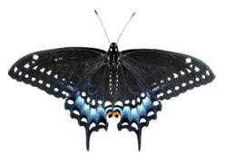 Картинки на прозрачном фоне бабочки papilio polyxenes 12