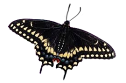Картинки на прозрачном фоне бабочки papilio polyxenes 12