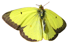Бабочки вида Colias philodice 10