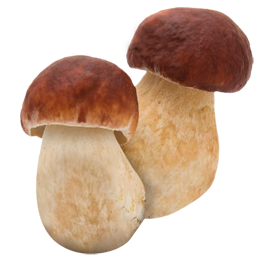 Картинки на прозрачном фоне грибы 15