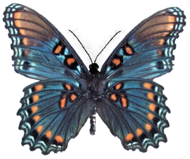 Картинки на прозрачном фоне бабочки артемида 12