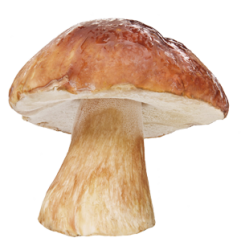 Белые грибы на прозрачном фоне 14