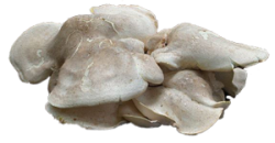 Картинки на прозрачном фоне грибы вида albatrellus 11